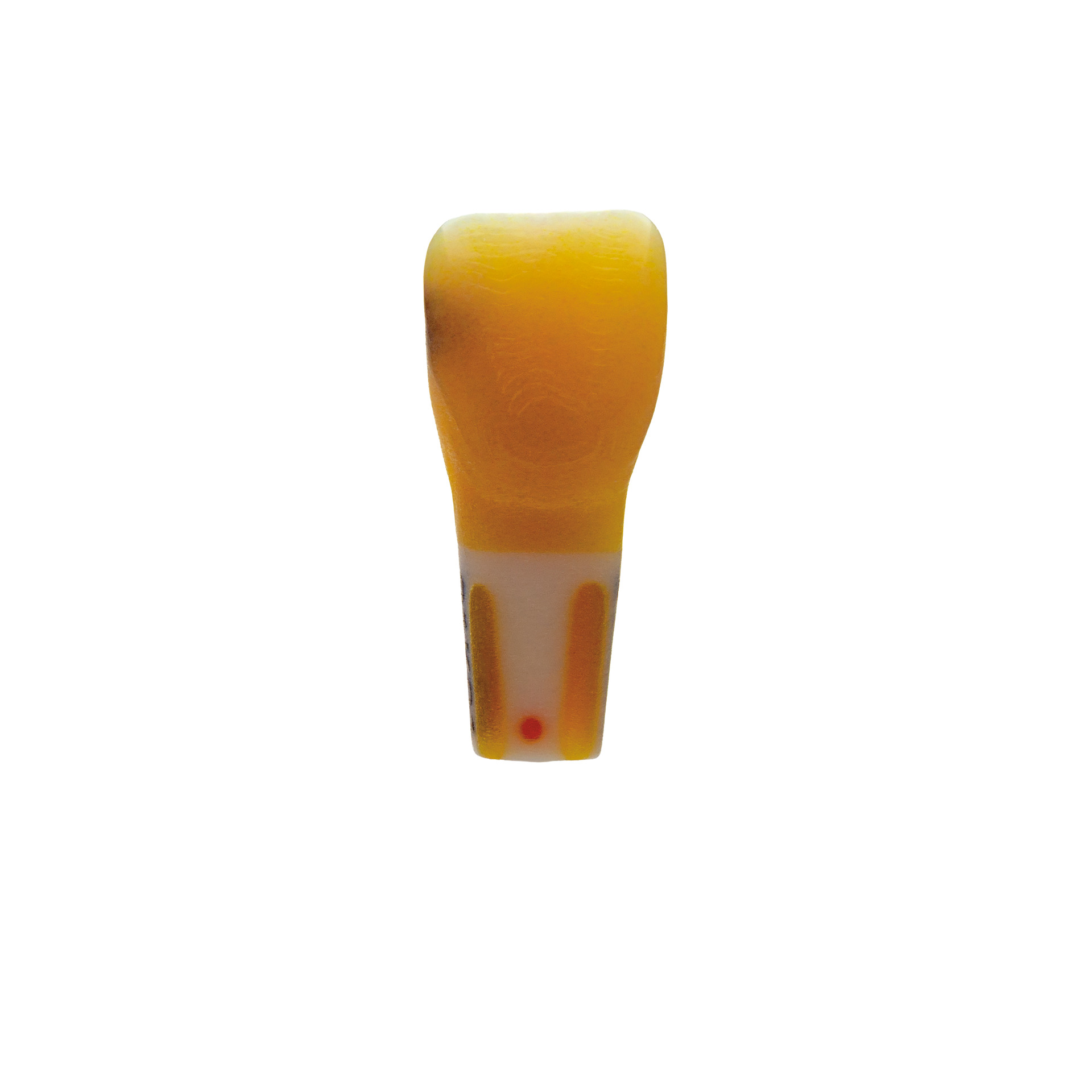 myteeth training tooth 21, with fully anatomical caries defect