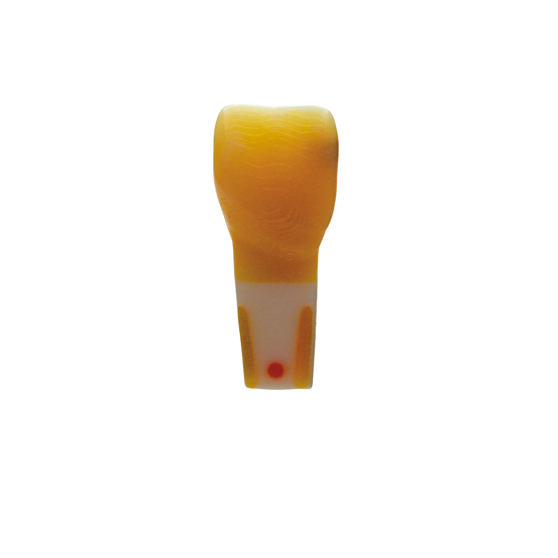 myteeth training tooth 11, fully anatomical with caries defect