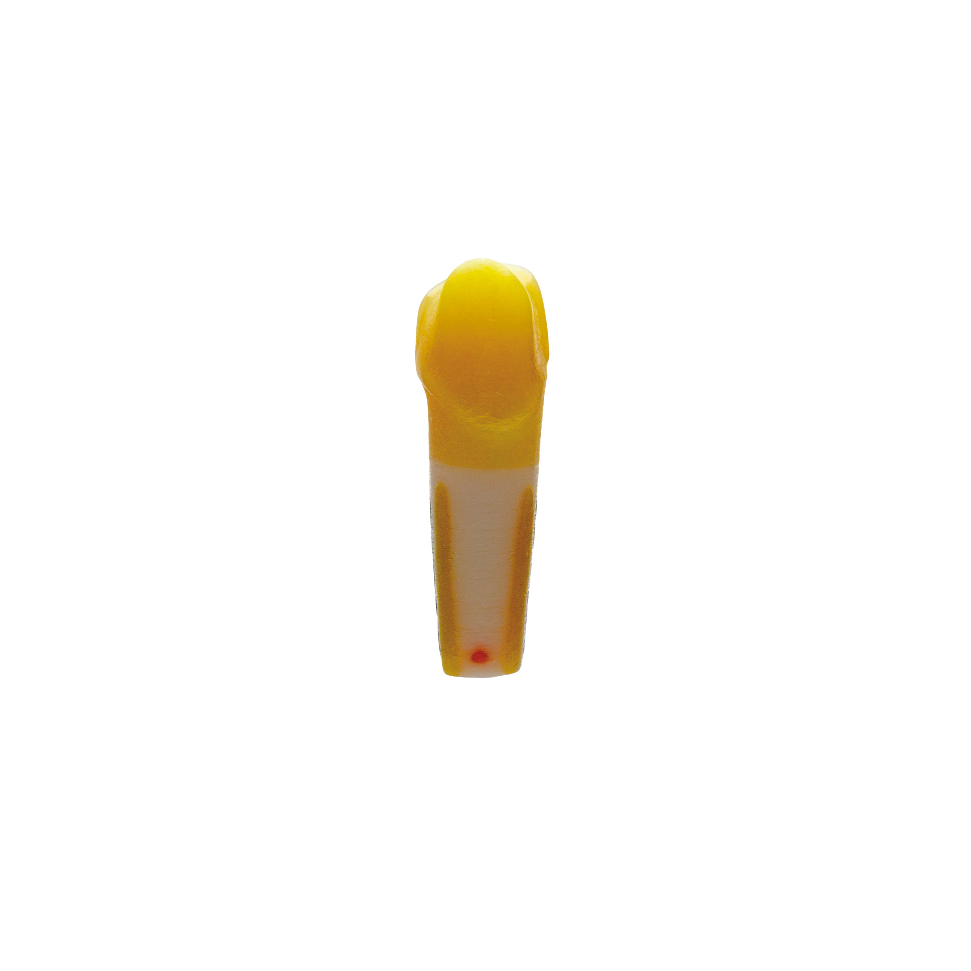 myteeth training tooth 24, with partial veneer and vestibular chamfer preparation without isthmus